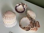 lege sint jacobsschelpen 37 stuks, Ophalen, Schelp(en)