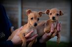 Pinscher pups, Dieren en Toebehoren, Honden | Bulldogs, Pinschers en Molossers, België, CDV (hondenziekte), 8 tot 15 weken, Meerdere