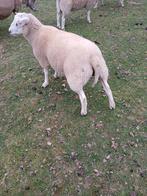 Zwifter dekbok, Animaux & Accessoires, Moutons, Chèvres & Cochons