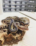 roi pythons clown et progéniture pie 2023, Serpent, Domestique, 0 à 2 ans
