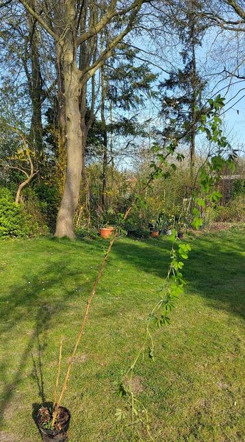 Tuinplanten 2, Tuin en Terras, Ophalen