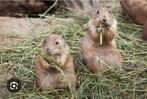 Prairiehondjes, Dieren en Toebehoren, Overige Dieren, Februari