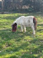 Shetlander merrie, Dieren en Toebehoren, Niet van toepassing, 0 tot 2 jaar, A pony (tot 1.17m), Recreatiepony