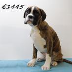 gestroomde Boxer reu - pup te koop, Dieren en Toebehoren, Honden | Bulldogs, Pinschers en Molossers, 15 weken tot 1 jaar, Buitenland