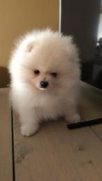 Pomeriaan mini reutje, Dieren en Toebehoren, België, Fokker | Hobbymatig, Keeshond, Reu