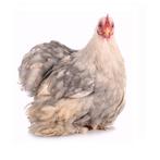 Œufs à éclore de poulets rares - directement de Broedservice, Sexe inconnu, Poule ou poulet