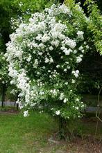 "Rambler" Klimroos - Guirlande Damour, Jardin & Terrasse, Plantes | Jardin, Plein soleil, Plantes grimpantes, Enlèvement, Été