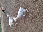 Camel jonge mama .samen met haar dochter.maanvlek, Dieren en Toebehoren, Schapen, Geiten en Varkens, Vrouwelijk, Geit, 0 tot 2 jaar