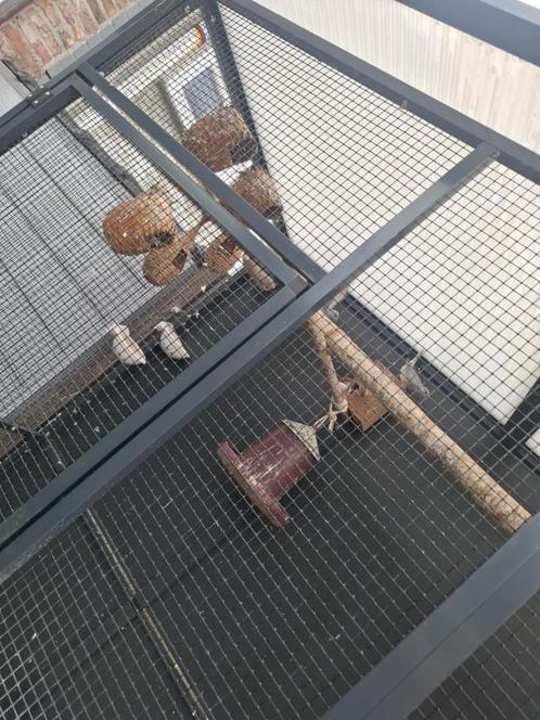 Voliere, Dieren en Toebehoren, Vogels | Kanaries