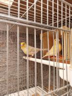 Kanaries, Dieren en Toebehoren