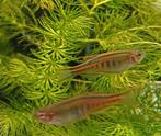 Hobbyaquarium Danio Choprae / Vuurdanio / glowlightdanio, Vis, Zoetwatervis, Schoolvis