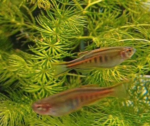 Hobbyaquarium Danio Choprae / Vuurdanio / glowlightdanio, Dieren en Toebehoren, Vissen | Aquariumvissen, Zoetwatervis, Vis, Schoolvis