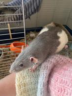 Rat zoekt nieuw huisje, Dieren en Toebehoren, Knaagdieren, Rat, Tam