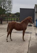 Welsh merrie en hengst veulen, Dieren en Toebehoren, Pony's, Gechipt, 0 tot 2 jaar, Onbeleerd, Meerdere dieren