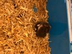 Russische dwerg hamsters dringend, Dieren en Toebehoren, Knaagdieren, Hamster