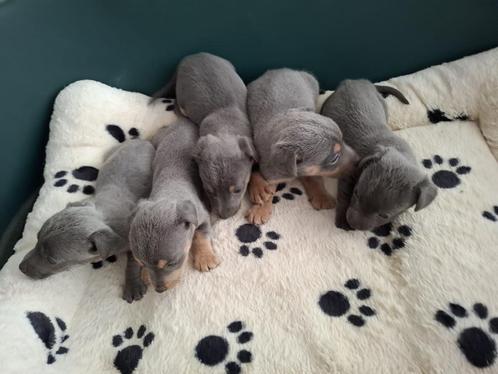 Jack Russel Blue and Tan pups