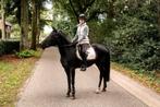 New forest D pony, Dieren en Toebehoren, Merrie, Gechipt, Springpony, 11 jaar of ouder
