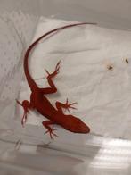 1.1 Anolis sagrei Orange Crush koppel (Houten), Dieren en Toebehoren