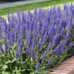 Salvia soorten, Tuin en Terras, Ophalen