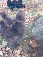 Zijdehoenders choco kleur, Meerdere dieren, Kip