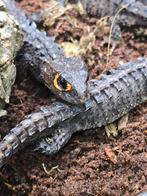 3.3 Tribolonotus gracilis ( krokodilskink/helmskink), Animaux & Accessoires, Reptiles & Amphibiens, Amphibien