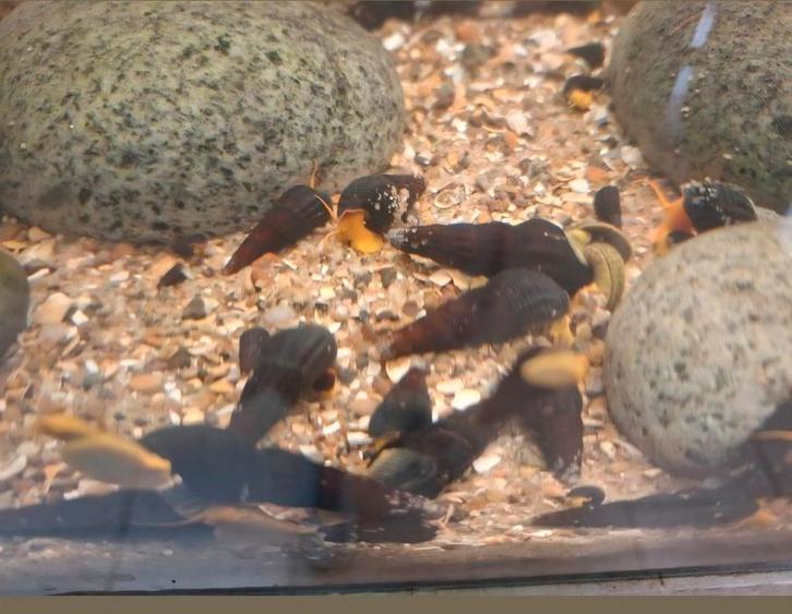 Tylomelania slakken, Dieren en Toebehoren, Vissen | Aquariumvissen, Slak of Weekdier