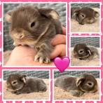 Schattige jonge raszuivere Dwerg Hangoor baby konijntjes, Dieren en Toebehoren, Konijnen, Meerdere dieren, Dwerg, Hangoor, 0 tot 2 jaar