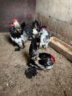 Ukkelse baardkriel, Animaux & Accessoires, Volatiles