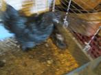 Mooie krielkloek met 9 kuikens, Poule ou poulet, Plusieurs animaux