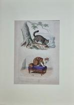BUFFON - Gravure „De wilde kat - de angorakat”, Ophalen of Verzenden