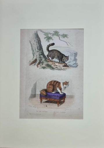 BUFFON - Gravure „De wilde kat - de angorakat” beschikbaar voor biedingen