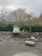 Siereenden, Dieren en Toebehoren, Pluimvee