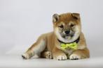 Mooie, jonge, gezonde Shiba INu puppies te koop, Dieren en Toebehoren, België, CDV (hondenziekte), 8 tot 15 weken, Poolhond