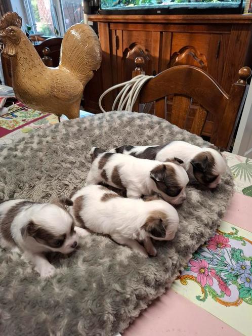 Te koop Langharige chihuahua pups ., Dieren en Toebehoren, Honden | Chihuahua's en Gezelschapshonden, Teef, Chihuahua, Fokker | Hobbymatig
