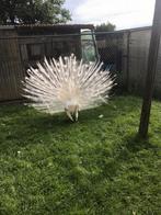 Pouw witte  eieren te koop, Dieren en Toebehoren, Pluimvee, Geslacht onbekend