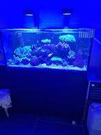 Red Sea 425 zee aquarium, Dieren en Toebehoren, Ophalen