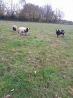 3 prachtige jonge baggerbonte ooilammeren, Dieren en Toebehoren, Vrouwelijk, Schaap