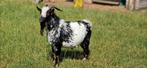 Geweldige hermelijn dwergbok., Dieren en Toebehoren, Schapen, Geiten en Varkens, Mannelijk, Geit, 0 tot 2 jaar