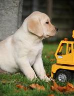 Labrador pups, Dieren en Toebehoren, België, Reu, CDV (hondenziekte), 8 tot 15 weken