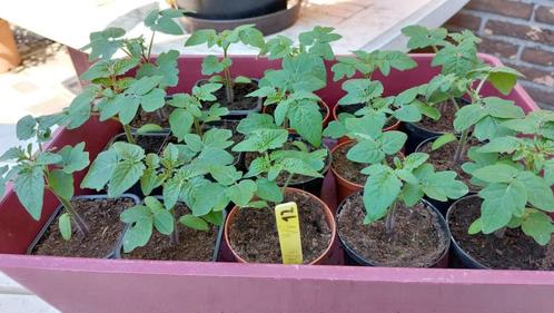 Tomatenplanten Tiny Tim., Tuin en Terras, Planten | Tuinplanten, Ophalen