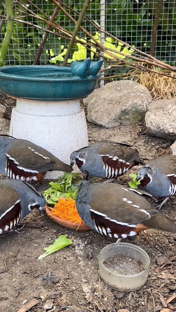 Kweekgroep Bergkwartels, Dieren en Toebehoren, Vogels | Overige Vogels, Meerdere dieren