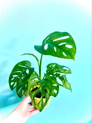 Monstera Adansonii beschikbaar voor biedingen