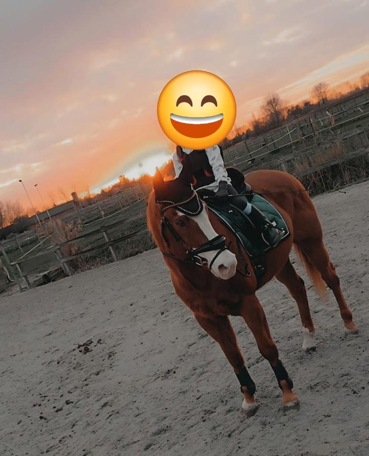 Paard, Dieren en Toebehoren, Paarden, Ruin, Minder dan 160 cm, 11 jaar of ouder, Recreatiepaard, Ontwormd, Ingeënt