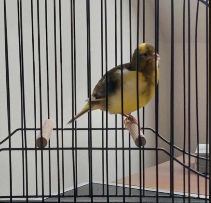 Fife Fancy van goede bloedlijnen 2025, Dieren en Toebehoren, Vogels | Kanaries, Postuurkanarie, Meerdere dieren