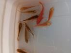 10 cages x 7/10 cm 25€, Animaux & Accessoires, Poissons | Poissons d'étang