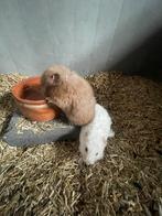 Syrische hamsters, Dieren en Toebehoren, Knaagdieren, Hamster, Juni, Meerdere dieren, Tam