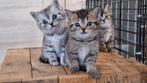 Brits korthaar silver en golden tabby's, Dieren en Toebehoren, Meerdere dieren, Kortharig, 0 tot 2 jaar