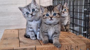 Brits korthaar silver en golden tabby's beschikbaar voor biedingen