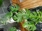 Monstera bonte plant, Huis en Inrichting, Kamerplanten, Ophalen, Halfschaduw, In pot, Minder dan 100 cm