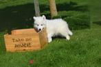 Samojeed pups 💖💖💖, Dieren en Toebehoren, 15 weken tot 1 jaar, Overige rassen, Buitenland, CDV (hondenziekte)